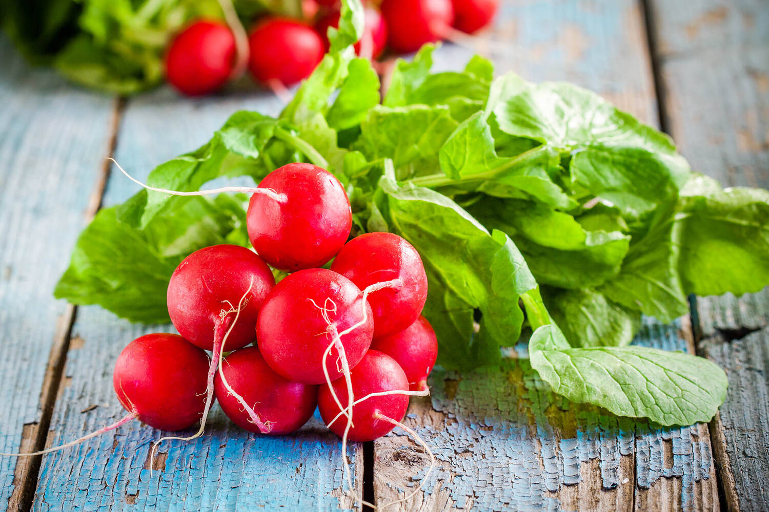 Radish crade 15 pieces